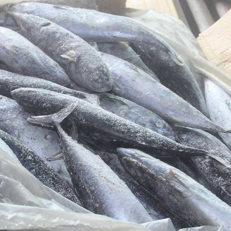 长期供应饲料鱼 物美价廉 冷冻水产品 饲料鱼图片,长期供应饲料鱼 物美价廉 冷冻水产品 饲料鱼图片大全,石狮市万恒水产经营部-