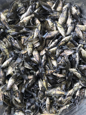 粤丰鱼苗桂花鱼苗黑鱼苗鱼苗厂家育苗批发桂花鱼苗3-6公分-广州粤丰水产 .
