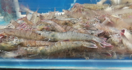 北京新款闪送 海白虾鲜活 明虾新鲜孕妇海鲜水产品500g