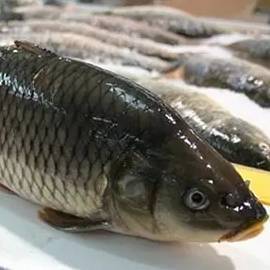 这7种鱼水产专家从不买,赶紧告诉家里买菜的那位