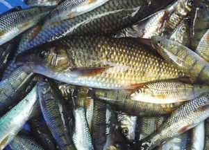 注意 吴江这三家摊位水产检出致癌物 饭店 面馆 酒店 17个不合格名单全在这