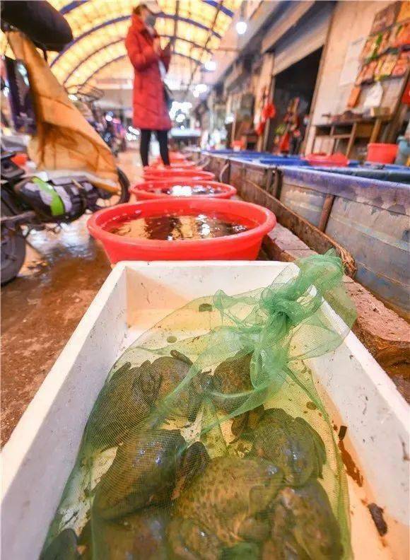水产农贸市场无野味 牛蛙全是人工养殖