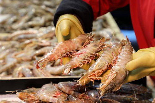 美国人疯狂吃虾,可是捕虾人却面临失业 美国的虾究竟哪里来的