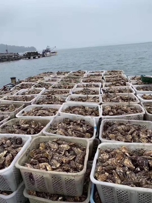乳山生蚝