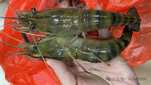 年产1600万斤鱼虾,40年水产老兵进军小棚虾市场,投6000万元建种苗场 2024小棚虾产业调研⑩