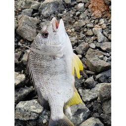 尚鲜水产产品展示与品质评析