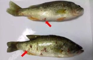 加州鲈细菌性肠炎的无抗防控策略