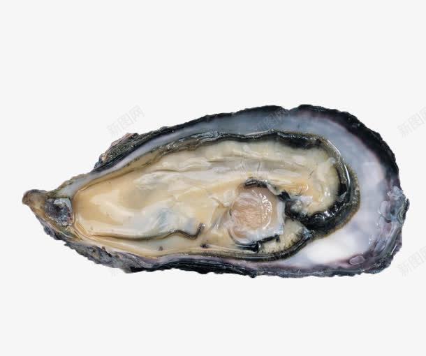 海鱼生蚝 海洋的馈赠与创意灵感