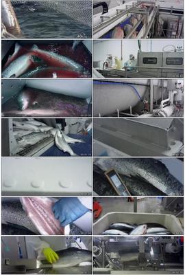 食品安全海鲜海鱼水产品鱼类鱼肉工业生产加