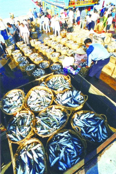 福建省渔业资源丰富,人均水产品占有量居全国第一,图为沿海渔民层鱼