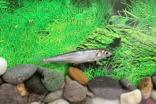 科技要闻 银白鱼 回家 昆明市水产科学研究所生物多样性保护实践