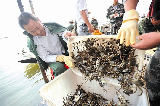 湖北河蟹要攀百亿产值高峰