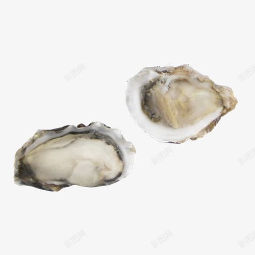 法国进口海蛎 海洋珍馐的电商创意呈现