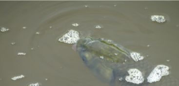 水产养殖中常见的15种鱼病防治方法详单