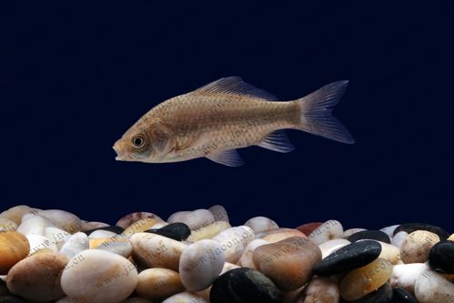 警惕水产养殖病害高发期 死亡率高达80%—100%的病毒威胁