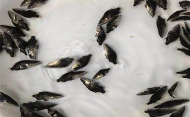 翘嘴鱼 水产中的瑰宝