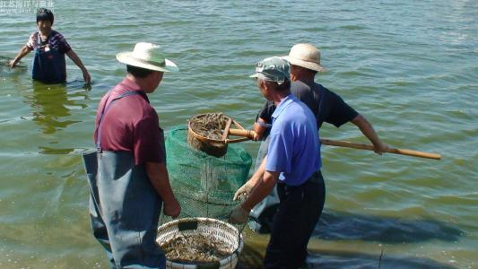 水产养殖饲料 技术发展与可持续生态养殖