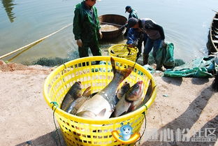 中国水产行业 练好内功，迈向高质量转型升级之路