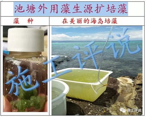 水产养殖户自行培藻指南 如何判断藻相正常与异常