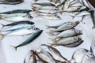 贵阳市主城区水产批发零售市场指南