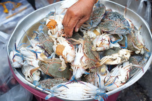 水产养殖专业考研方向选择指南 把握行业脉搏，规划发展路径