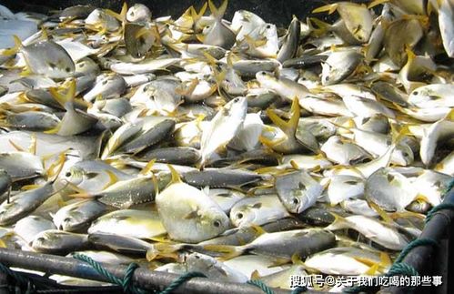 水产老板亲口揭秘 这5种海鲜添加剂多，自己从来不吃