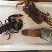 水产 蓝色粮仓与可持续未来的探索