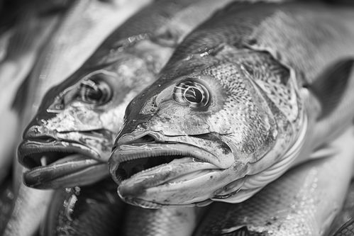 深海佳肴的视觉盛宴 鳕鱼水产摄影与批发行业解析