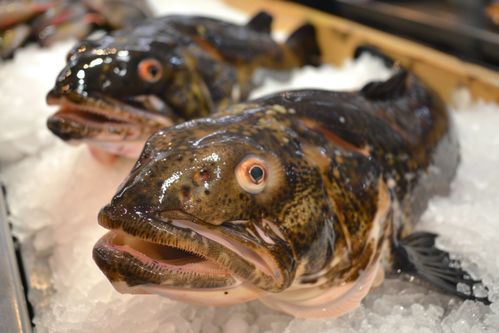 鳕鱼 从深海到餐桌的视觉与味觉之旅